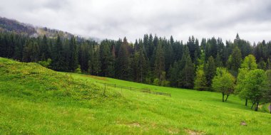 Orman dağları olan kırsal bir manzara. Karpatların kozalaklı ormanları, Ukrayna. Baharda sisli hava
