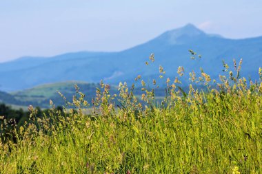 tall grass on the hillside. outdoor backdrop of highlands in summer season