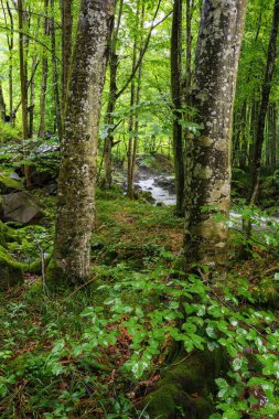 Ormandaki dere. Kıyıdaki kayın ağaçları. Taze yaz sabahı
