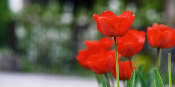 Bunch Red Tulips Outdoors Beautiful Outdoor Composition — Stock Photo, Image