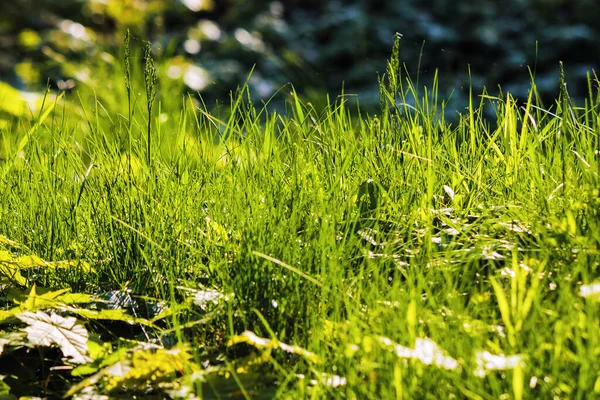 牧草地で草を閉じます 春の晴れた朝 — ストック写真