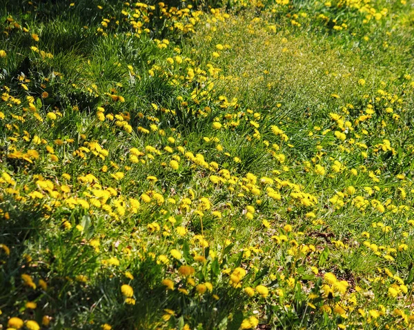 Трав Яниста Галявина Квітучими Кульбабами Природний Квітковий Фон Сонячний День — стокове фото