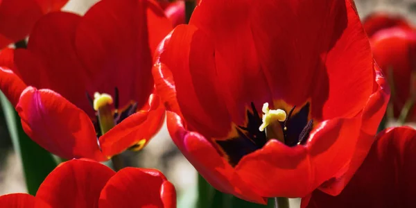 Rode Tulpen Een Zonnige Dag Bloemen Achtergrond Het Voorjaar — Stockfoto