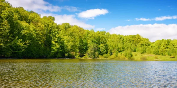 森の池の風景 水面に映る森 4月の暖かい天候 — ストック写真