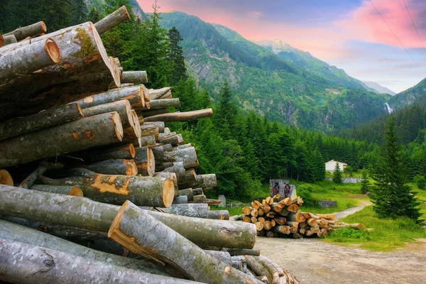 Вырубка Вырубка Лесов Концепция Экологической Катастрофы Карпатские Горы Летом — стоковое фото
