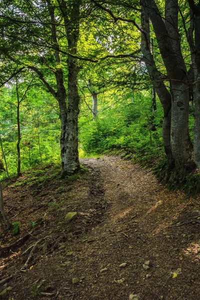 Prozkoumejte Divokou Krajinu Karpatských Lesů Stezka Mezi Stromy Přírodní Pozadí — Stock fotografie