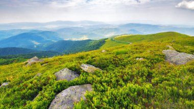 Çimenli, yuvarlak tepeleri olan dağlık bir manzara. Karpatya dağlarının kırsal manzarası, runa sırtı, ukraine