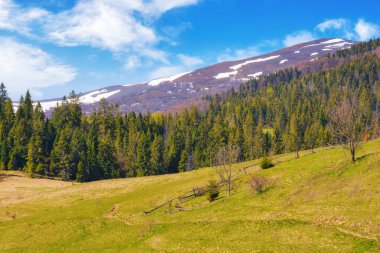 Orman dağları olan kırsal bir manzara. Çimenli tepelerde kozalaklı ağaçlar sıcak bir sabah ışığında Ukraynalı Karpatların güzelliği