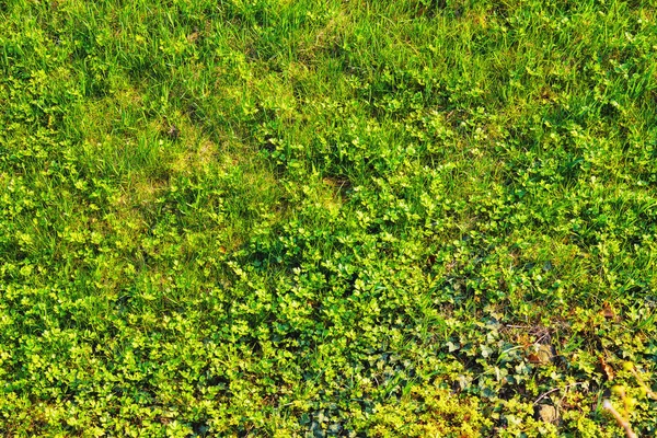 绿色草甸背景 春天的自然环境 — 图库照片
