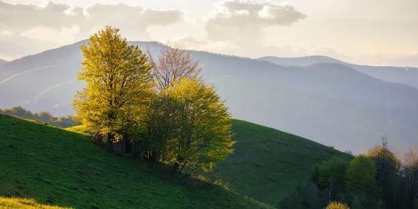 Naturlandschaft Mit Bewaldeten Hügeln Bäume Auf Der Wiese Abendlicht Borzhava — Stockfoto