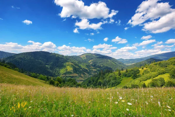 ウクライナの山々の草の牧草地の風景 暖かい晴れた日のカルパチア地方の夏の風景 — ストック写真