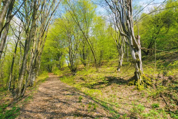 Pierwotny Szlak Leśny Dzikiej Scenerii Drzewa Zielonych Liściach — Zdjęcie stockowe