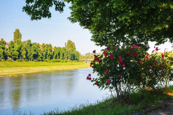 Flussufer Bei Sonnenaufgang Stadtbild Sommer Lindenallee Voller Blüte — Stockfoto