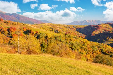 forested hills of carpathian countryside in autumn. colorful scenery on a sunny afternoon in mountains. fluffy clouds on the blue sky