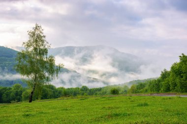 rural landscape with forested hills. grassy fields and meadows. trees on the hill. mysterious foggy morning