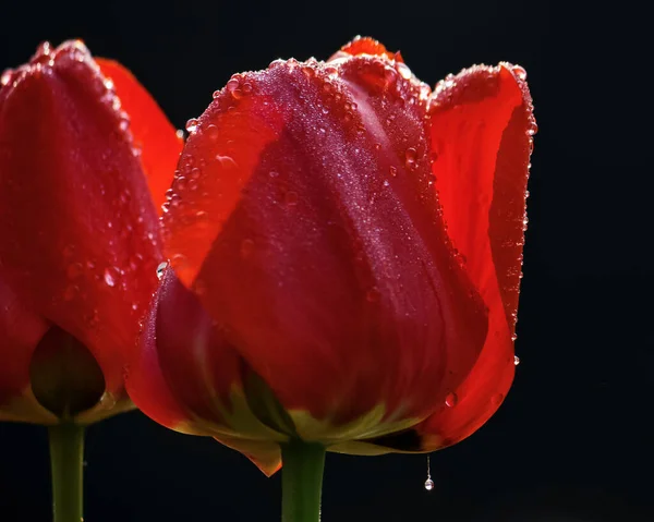 Gota Água Tulipa Vermelha Resumo Natureza Fundo — Fotografia de Stock