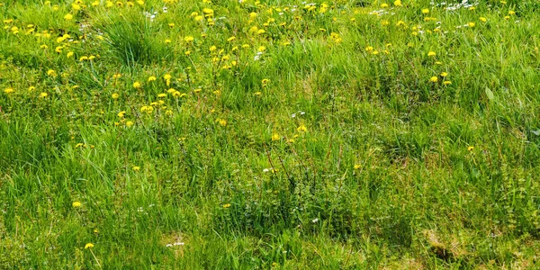 Весняний Зелений Луговий Фон Трав Яна Зовнішня Текстура — стокове фото