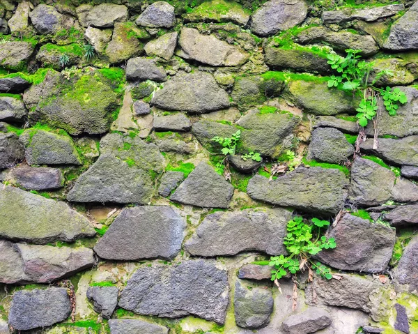 Oude Stenen Muur Mos Planten Het Grunge Oppervlak — Stockfoto