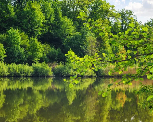 ブナの森の池 水面に映る木々の自然風景 夏休みの背景 — ストック写真