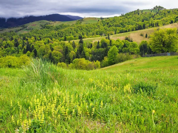 Carpathian Countryside Grassy Meadows Forested Hills Overcast Sky — Stock Photo, Image