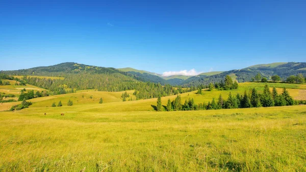 Krajobraz Wiejski Trawiastymi Łąkami Pastwiskami Drzewa Wzgórzu Góry Oddali Słoneczny — Zdjęcie stockowe