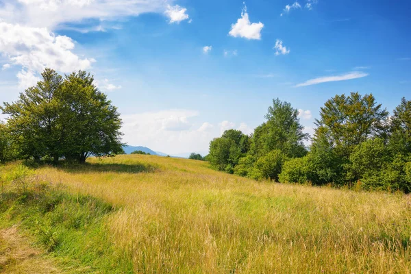 Carpathian Countryside Forested Hills Green Grassy Meadow Hills Distant Ridge — Stock Photo, Image