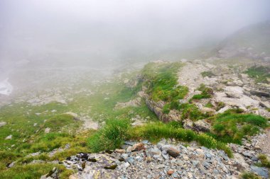 İbnelerin gizemli güzelliği. Yazın sisli bir havada doğa manzarası. Kayalık tepeli dağ manzarası