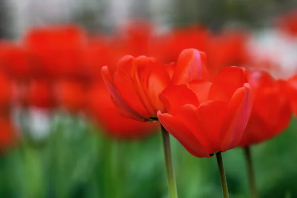 Red Tulips Park Greeting Card Background — Stock Photo, Image