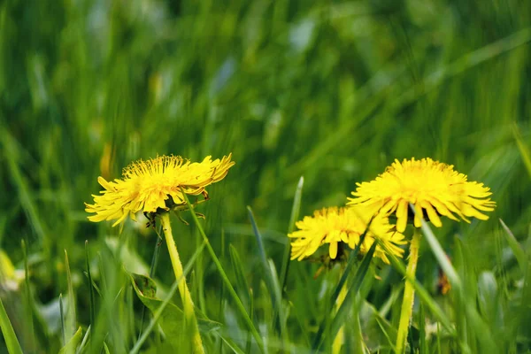 Grazige Weide Met Gele Paardebloemen Natuur Achtergrond Het Voorjaar — Stockfoto