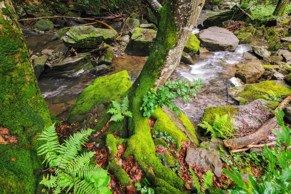 Bach Wald Ruhige Landschaft Mit Bäumen Und Felsen Die Mit — Stockfoto
