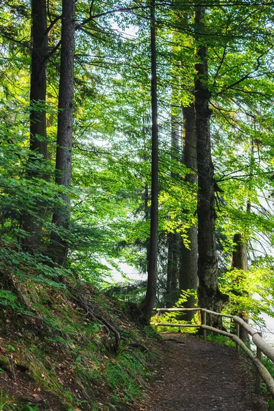 Красивий Літній Лісовий Парк Зеленою Стежкою Сільський Пейзаж Парканом Уздовж — стокове фото
