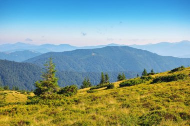 Yeşil dağ manzarası. Ukrayna 'nın popüler seyahat yeri. Sıcak yaz öğleden sonraları