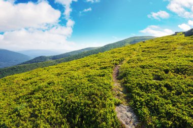 Patika dağlık çayırdan geçiyor. Yeşil dağ manzarası ve yuvarlanan tepeler. Güzel yaz doğa manzarası