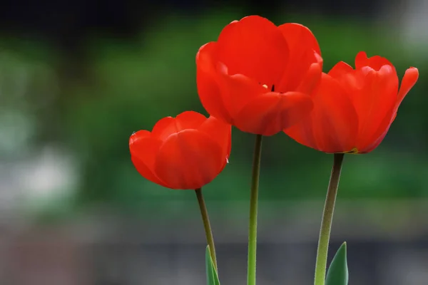 Kırmızı Laleli Çiçek Tarhı Bahar Tatili — Stok fotoğraf