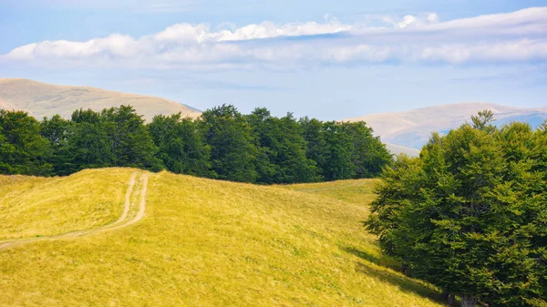 Rijstrook Door Grasland Beukenbos Heuvels Zomer Landschap Van Karpaten Bergen — Stockfoto