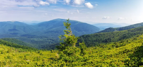 Tepedeki Çam Ağacı Taze Yeşil Arka Plan Karpat Dağlarında Yaz — Stok fotoğraf
