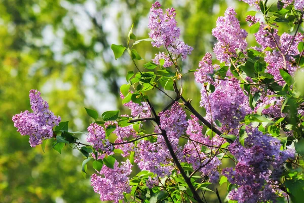 Krzew Fioletowy Liliowy Ogrodzie Piękne Kwiatowe Tło Wiosną — Zdjęcie stockowe