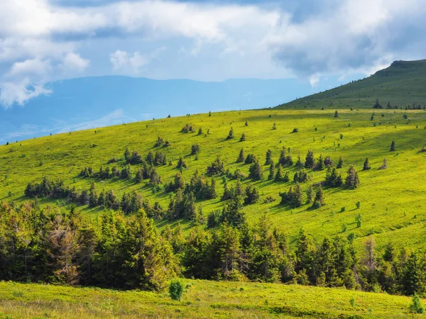Карпатская Местность Лесистыми Холмами Зеленый Пейзаж Горах Солнечный Летний День — стоковое фото