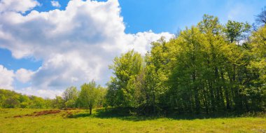 nature scenery with forested hills. meadow among primeval beech forest in summer. ukrainian carpathian mountains