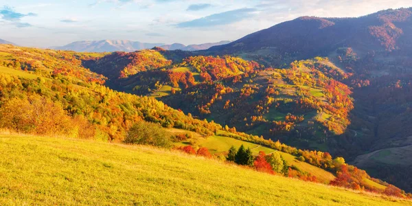 Las Słoneczne Popołudnie Sezonie Jesiennym Górski Krajobraz Krajobrazowy Zakarpacia Ukraina — Zdjęcie stockowe