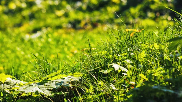 Nahaufnahme Von Grasbewachsenen Lichtungen Einem Sonnigen Tag Hintergrund Bäuerliche Landwirtschaft — Stockfoto