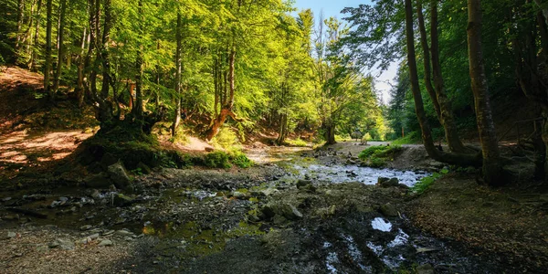 Ruisseau Dans Les Bois Paysages Naturels Plein Air Temps Ensoleillé — Photo