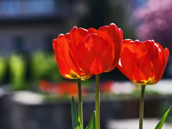 Red Tulips Sunny Day Beautiful Outdoor Composition — Stock Photo, Image