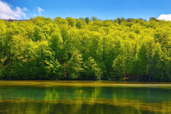 公園の池の風景 空の下の丘の上の森だ 春の晴天 — ストック写真
