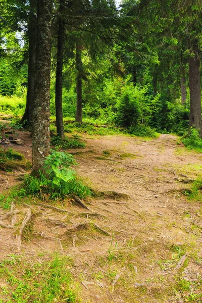 Waldweg Park Schöne Sommer Landschaft Hintergrund — Stockfoto