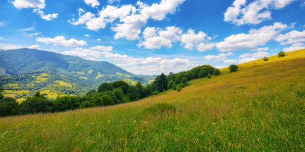 丘陵に草の丘や牧草地 夏のカルパチア山脈の風景です 空にふわふわの雲が浮かぶ牧歌的な風景 — ストック写真