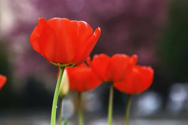Red Tulips Spring Beautiful Garden Background — Stock Photo, Image