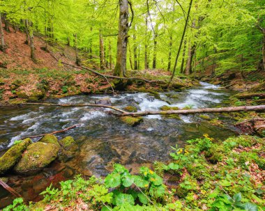 Ormanda, ağaçların arasında. İlkbaharda kırsal manzara. Doğadaki güzellik
