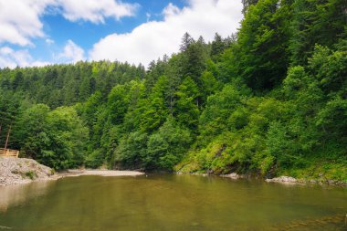 Nehirli doğa manzarası. Tepedeki orman. Karpatya bölgesinde kuraklık ve ekoloji felaketi