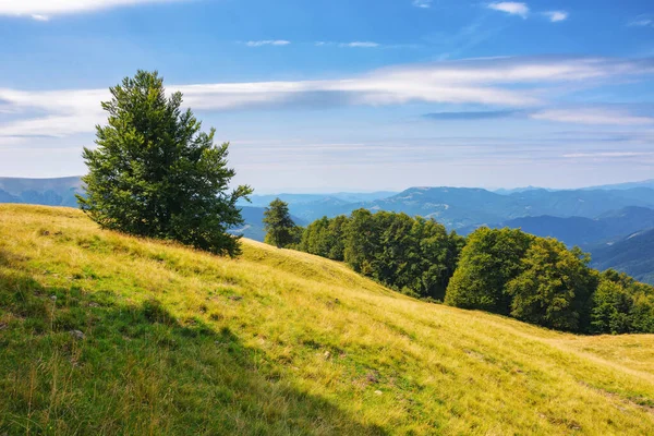 Beech Tree Grassy Meadow Carpathian Mountain Landscape Late Summer Sunny — Stock Photo, Image